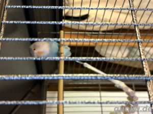 Agaponiden Pärchen 7 Monate alt