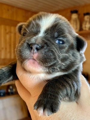 Premium Französische Bulldoggen Welpen aus promovierter Zucht