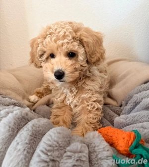 Toy-Pudel Welpe.Rüde