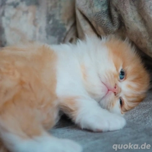 Weibliche Britisch-Kurzhaar-Kätzchen