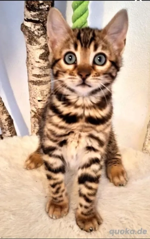 Reinrassiges Bengalkätzchen zu versteigern