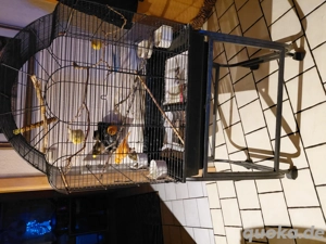 Kanarienvögel mit Käfig 