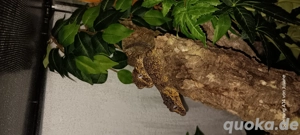 Höckerkopfgecko rhacodactylus auriculatus