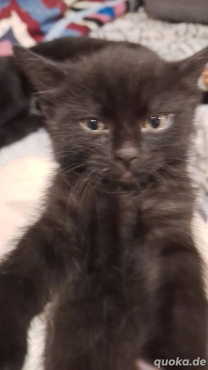 bombay babykatze 3 monat 