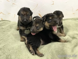 Welpe *BOUNTY* - die süße Versuchung