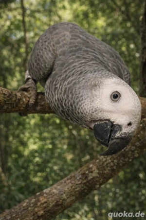 Suche Graupapageien-Henne