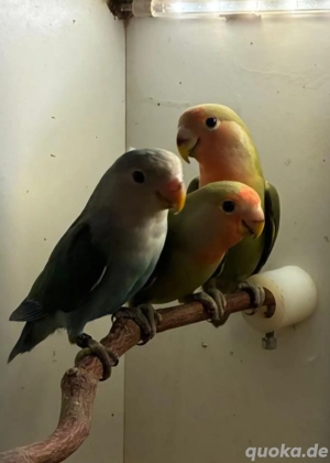 Junge Rosenköpfchen handzahm