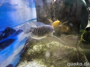 Fadenfisch Pärchen Trichogaster trichopterus 