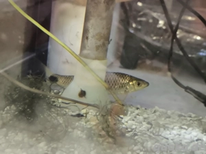 2 Netzpinselalgenfresser, Crossocheilus reticulatus 