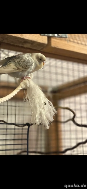 Junge Wellensittiche  Bild 3