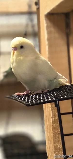 Junge Wellensittiche  Bild 2