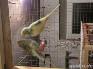 Junge Wellensittiche  Bild 6