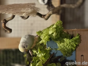 Junge Wellensittiche  Bild 8