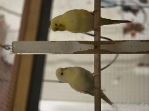 Junge Wellensittiche  Bild 4