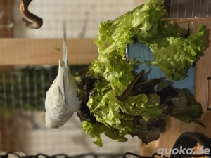 Junge Wellensittiche  Bild 9