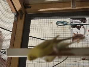 Junge Wellensittiche  Bild 5