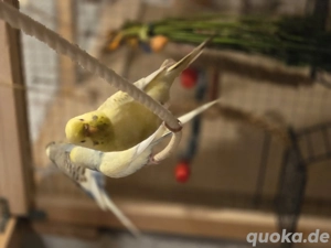 Junge Wellensittiche  Bild 7