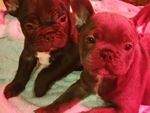 Französische Bulldoggen Welpen 