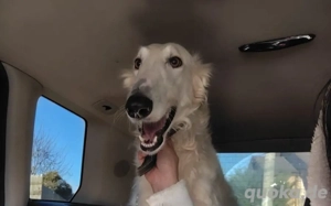 Dembe sucht ein Zuhause