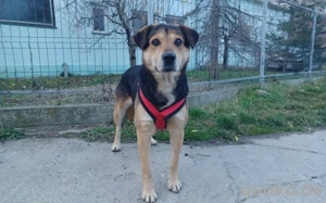 Zuhause gesucht für Poldi