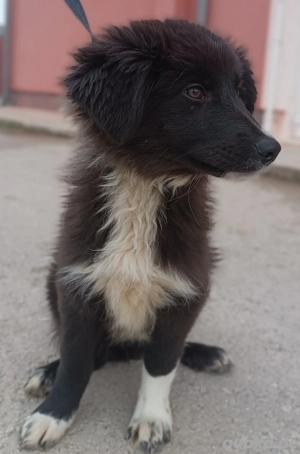 Sugar Welpe kroatischer Schäferhund Mischling Hündin Junghund sucht Zuhause oder Pflegestelle