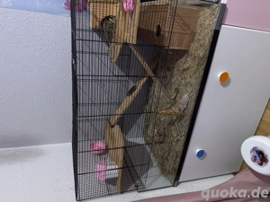 Käfig mit farbmäusen 