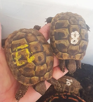 Breitrandschildkröten und Griechische Landschildkröten