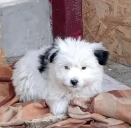 Tessy - die kleine Hündin sucht ein Zuhause für immer