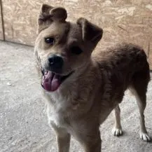 Merle K ca. 45 cm   mit den Knopfaugen