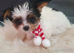 Biewer Yorkshire Welpe