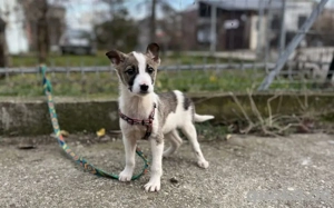 Wer schenkt Starlight ein Körbchen auf Lebenszeit?