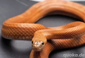 0.1 Bloodred het Palmetto Scaleless 