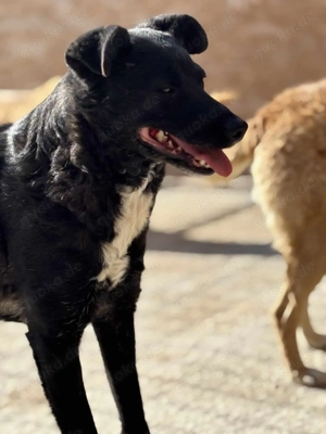 Nika B ca. 45 cm   Freundin fürs Leben