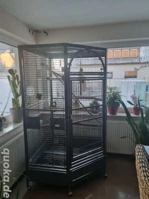 Montana Eckkäfig Denver-Antik für Papageien 