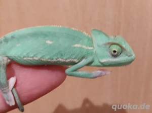 Jemen Chamäleons Weibchen Jungtiere 12-15cm