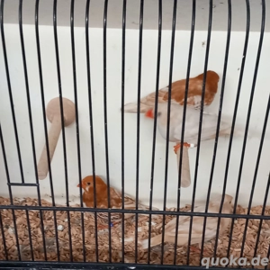 Zebrafinken Rotbrust