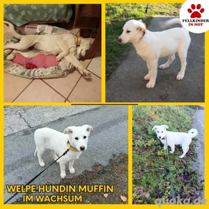 Muffin Welpe Mischling Hündin Junghund sucht Zuhause oder Pflegestelle