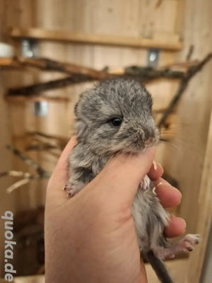 3 Chinchilla Mädchen 