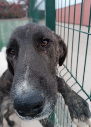 Rajah Herdenschutzhund Mischling Rüde Junghund sucht Zuhause oder Pflegestelle Bild 4