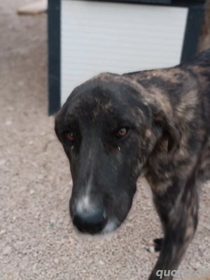 Rajah Herdenschutzhund Mischling Rüde Junghund sucht Zuhause oder Pflegestelle Bild 2