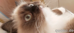 Felix 5 Monate sucht ein Zuhause