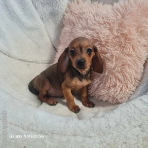 Zwergdackel Welpen in kurzhaar ab sofort 