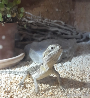 Zwergbartagame, Männlich zu verkaufen 