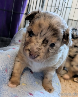 Chihuahua Rüden suchen neues Zuhause 