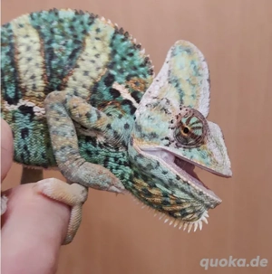 Jemen Chamäleon Männchen Jungtier 28cm von 6.25