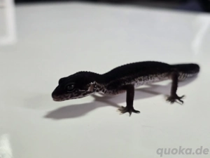 Black Night 0.1 Leopardgecko