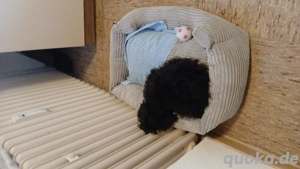 Einen Zwergpudel in liebevolle Hände abzugeben 