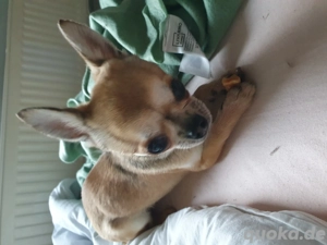 Chihuahua Rüde nur als Zweithund
