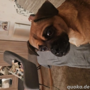 Liebe Retro Mops Hündin 3,5 Jahre