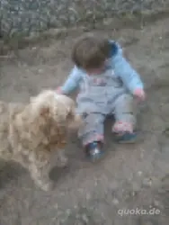 Kleiner Mischlingshund gesucht